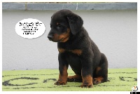 CHIOT