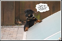 CHIOT