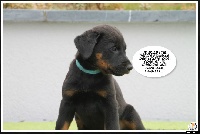 CHIOT